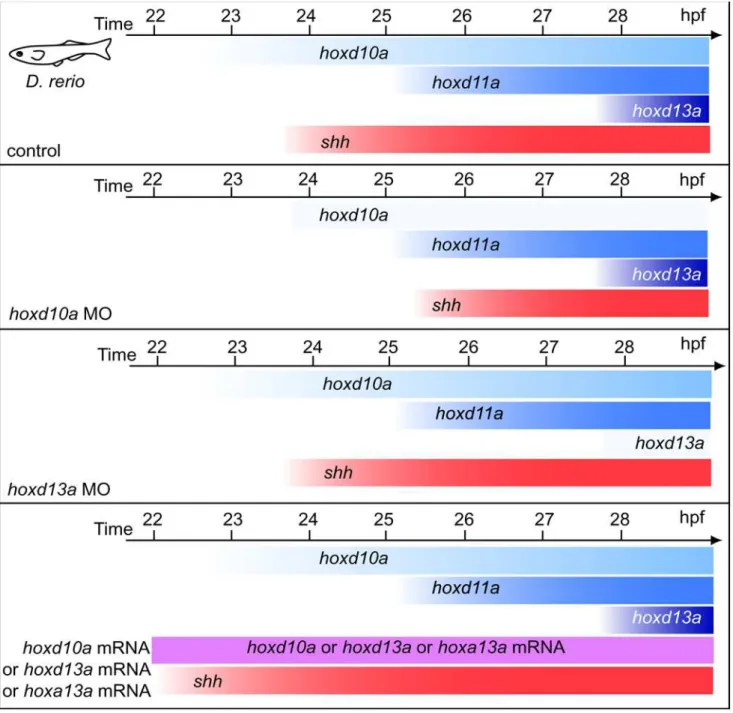 Figure 4. Schematic representation of temporal hox and shh expression in pectoral fin primordia of zebrafish embryos