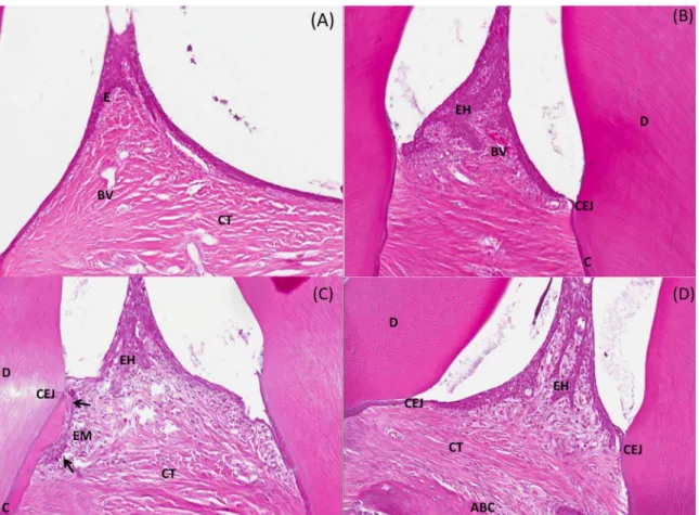 Figure 3. Comparative mandibular histology of alveolar bone sections from maxilla of rat infected with P