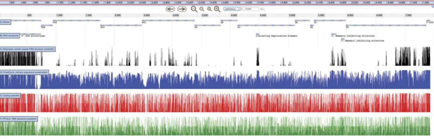 Figure 3. Data from several XRate analyses, shown alongside genes (A) and known RNA structures (B) in poliovirus 