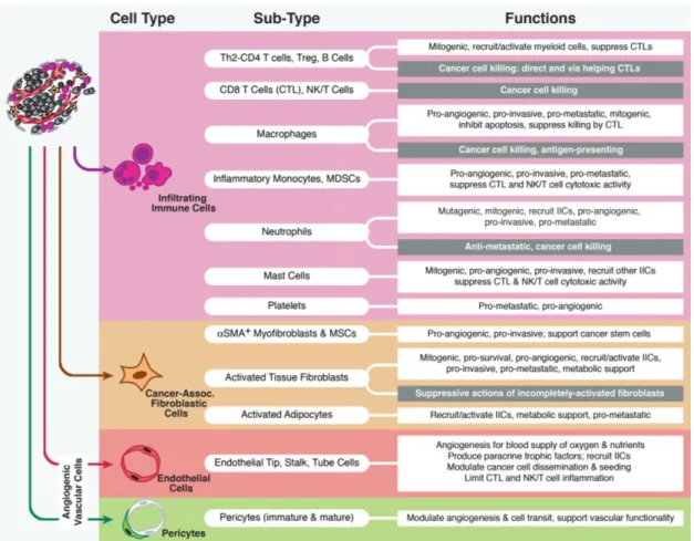 Figure  2.  Description  of  the  major  types  and  sub-types  of  stromal  cells  that  populate  the  tumor  microenvironment  and  particular  functions  that  contribute  to  the  development  and  regulation  of  the  carcinogenic process