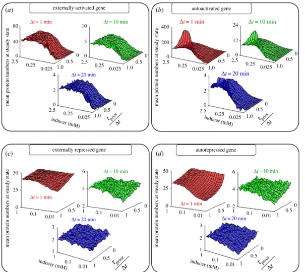 Figure 3. Mean protein numbers of externally regulated and autoregulated genes as a function of t prior /Dt and inducer concentration