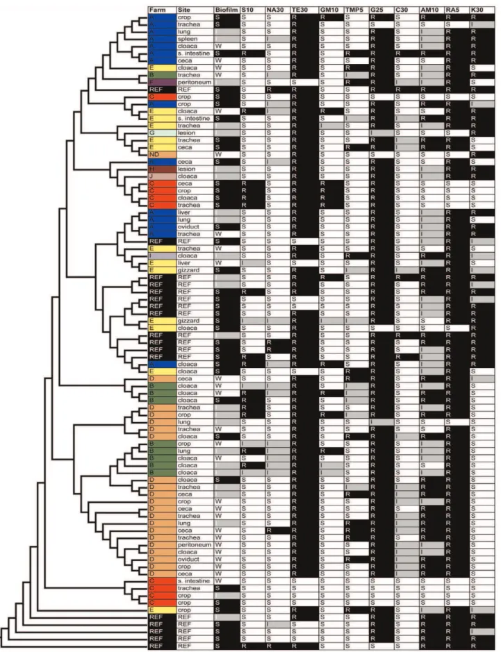 Figure 7. Farm designations, isolation sites, biofilm forming capabilities, and antimicrobial susceptibilities of Gallibacterium anatis examined in this study