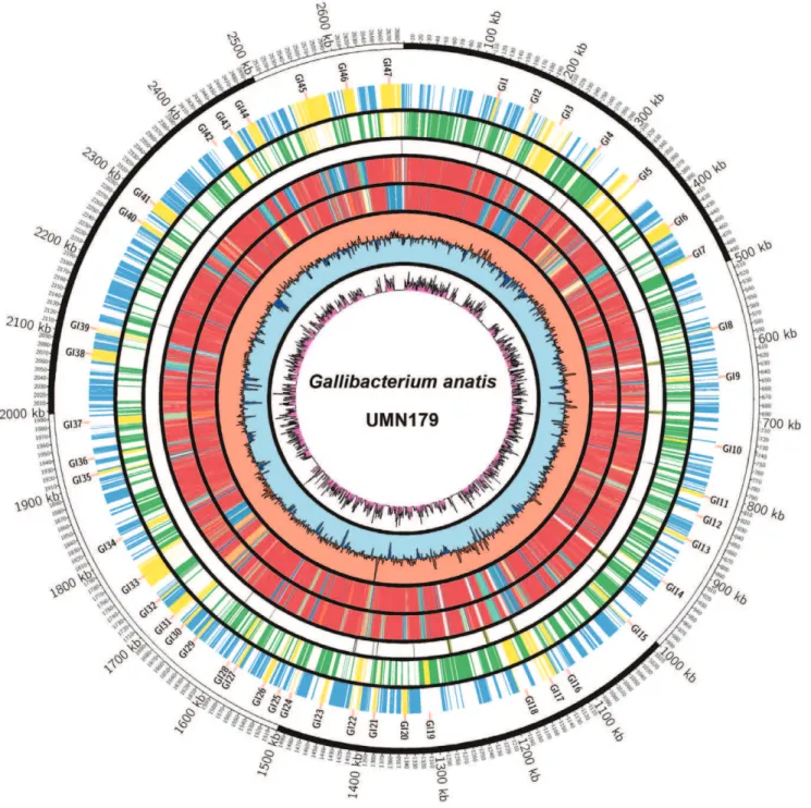 Figure 1. Circular representation of the Gallibacterium anatis UMN179 chromosome. The outer circle depicts scale in kilobase pairs