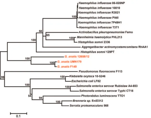 Table 4. Prediction subcellular localization of Gallibacterium anatis UMN179 proteins using PSORTb 3.0.