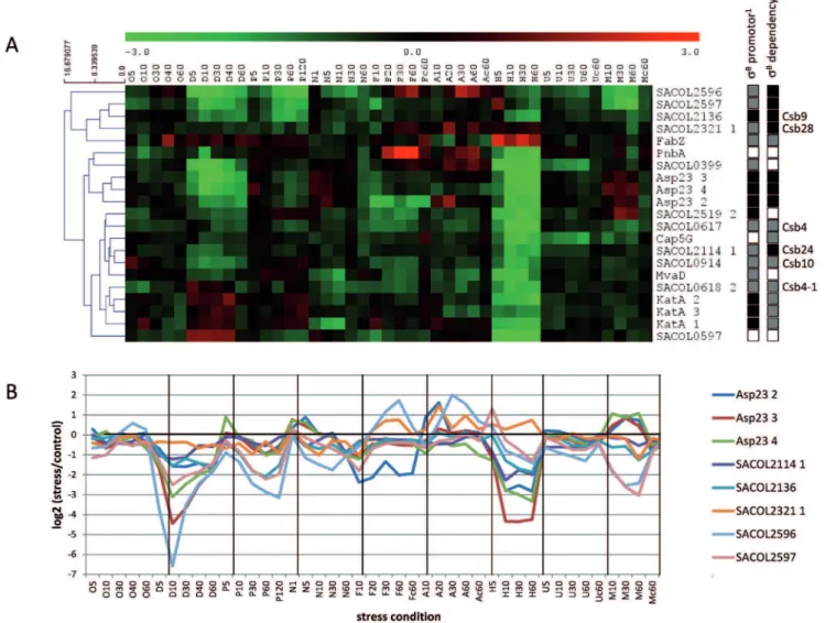 Figure 7. Expression clusters of s B -dependent proteins. (A) Hierarchical clustering (Euclidian distance/complete linkage) of synthesis profiles of proteins for which transcription of the respective genes has been shown to be influenced by s B [48,49,50]