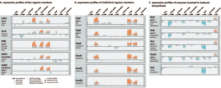 Figure 5. Inter-experimental expression profiles of selected proteins. Synthesis ratios (stress vs