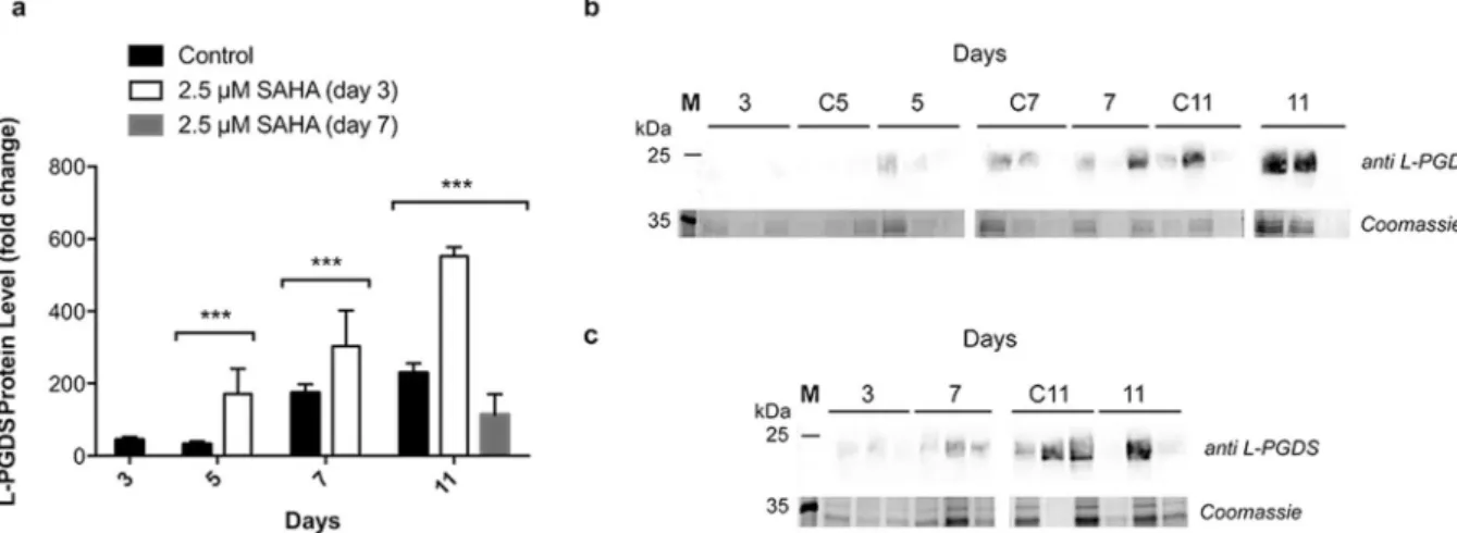 Figure 4.  L-PGDS relative protein expression levels in cell extracts. (A) Relative expression of L-PGDS with  and without 2.5 µM SAHA throughout Medicago cell growth obtained from (B) western blot analysis of cell  extract samples treated with SAHA on day