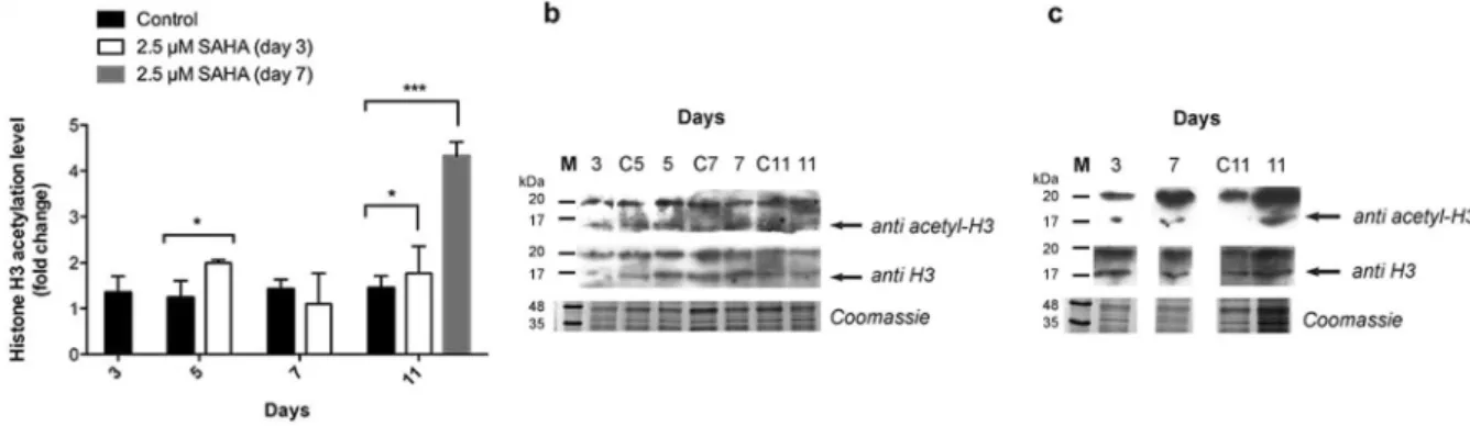 Figure 6.  Histone H3 relative acetylation levels. (A) Relative acetylation level of histone H3 with and without  2.5 µM SAHA throughout Medicago culture growth obtained from (B) western blot analysis of cell extract  samples treated with SAHA on day 3 of 