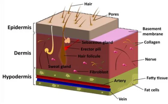 Figure  1. Schematic representation of the structure of normal skin tissue. 