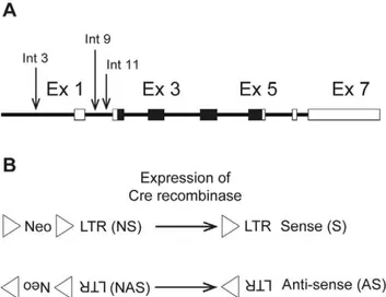 Figure 1. Overview of knock-in alleles. (A). Schematic represen- represen-tation of Nras