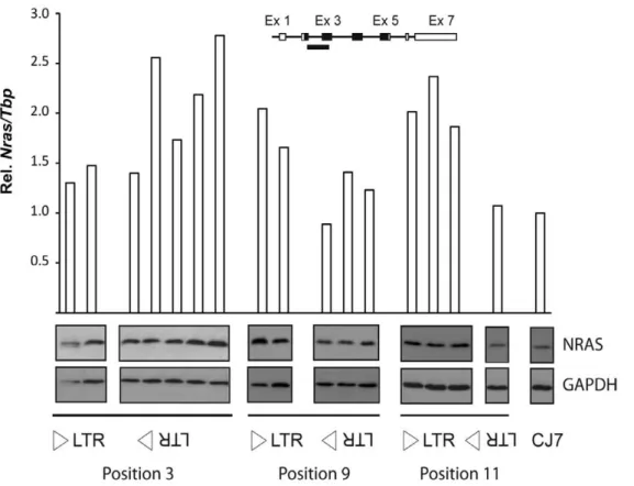 Figure 2. Analysis of Nras expression in knock-in clones of mouse ES cells. The analysis included two LTR3NS clones, five LTR3NAS clones, two LTR9NS clones, three LTR9NAS clones, three LTR11NS clones, one LTR11NAS clones as well as parental CJ7 cells