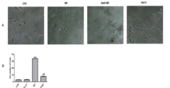 Fig 6. Blockage to PS on the MVs abrogates their ability to promote tube formation of HUVECs