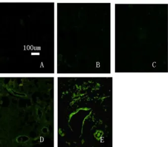 Figure  12.    Visible  fluorescent  cells  were  counted  in three sections.  