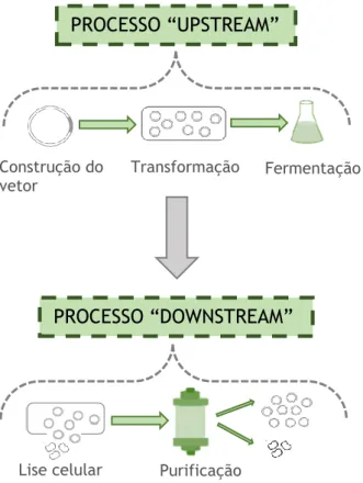 Figura 6. As etapas fundamentais dos processos “Upstream” e “Downstream” para a obtenção do pDNA  puro (adaptado de [21,48])