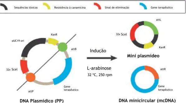 Figura 7. Esquema da produção do mcDNA, a partir do PP. A L-arabinose induz a ação da recombinase  phiC31  que  reconhece  as  sequências  attB  e  attP,  permitindo  a  formação  do  mcDNA  e  do  mP