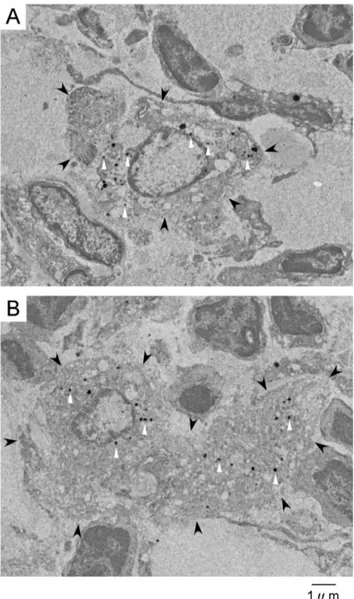 Figure 6. Electron microscopic images of phagocytes in inguinal lymph nodes. (A) A macrophage in inguinal lymph nodes with silica coated fluorescent nanoparticles injection (Black arrow head;