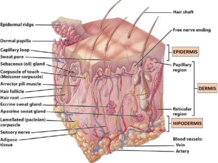 Figure 2.1: Illustration of the structure of the human skin, where epidermis, dermis and hypodermis are  identified (adapted from [7])
