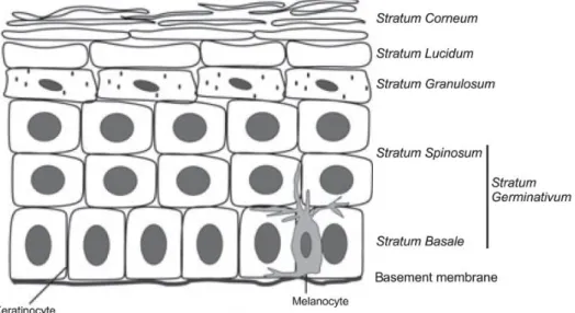 Figure 2.2: Illustration of epidermis layers (adapted from [9]). 