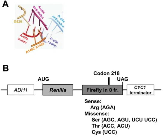 Figure 1. The decoding center and dual-luciferase reporters for determining rates of translational misreading in yeast