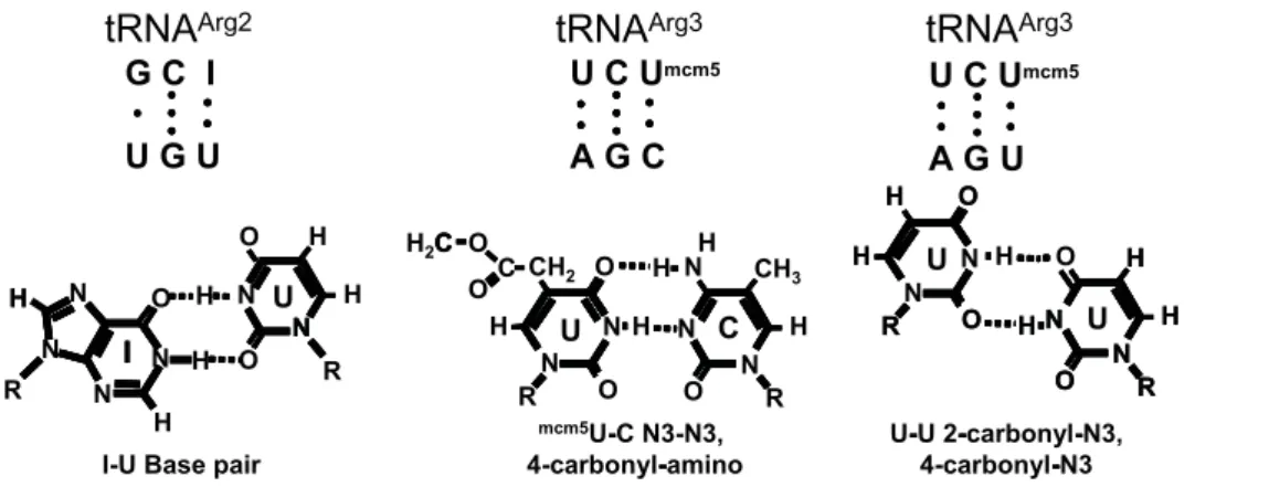 Figure 2. Proposed basis for near-cognate codon-anticodon interactions. Top. Base pairing between tRNA Arg2 anticodon and UGU codon (left), and between tRNA Arg3 anticodon and the AGC and AGU codons