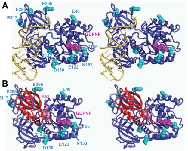 Figure 5. Modeling of mutations in eEF1A and eEF1Ba that influence influence misincorporation of missense aa-tRNAs