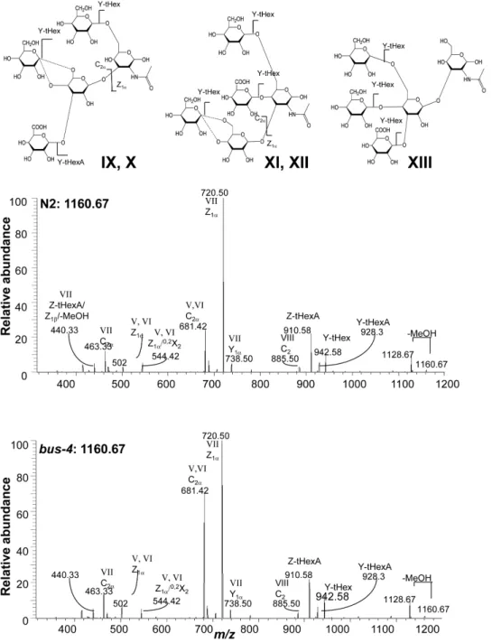 Figure 7. The CID MS 2 analysis of matched N2 and bus-4 Hex 3 HexNAc 1 HexA 1 -ol at m/z 1160.6 [M+Na] + 