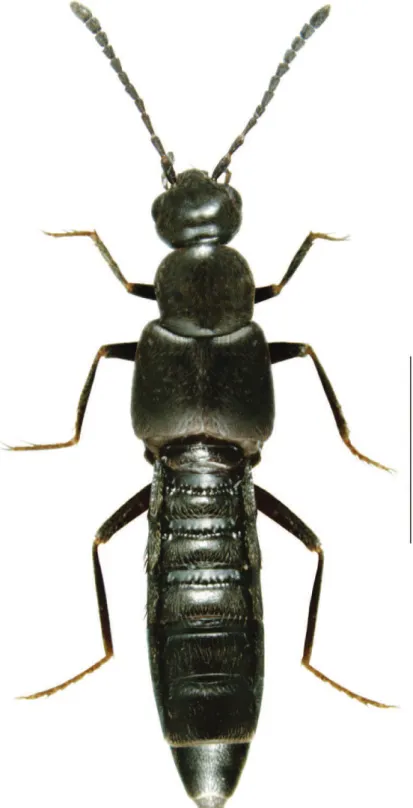 Fig. 1. Gnypeta nigrella (LeConte), in dorsal view. Scale = 1 mm.