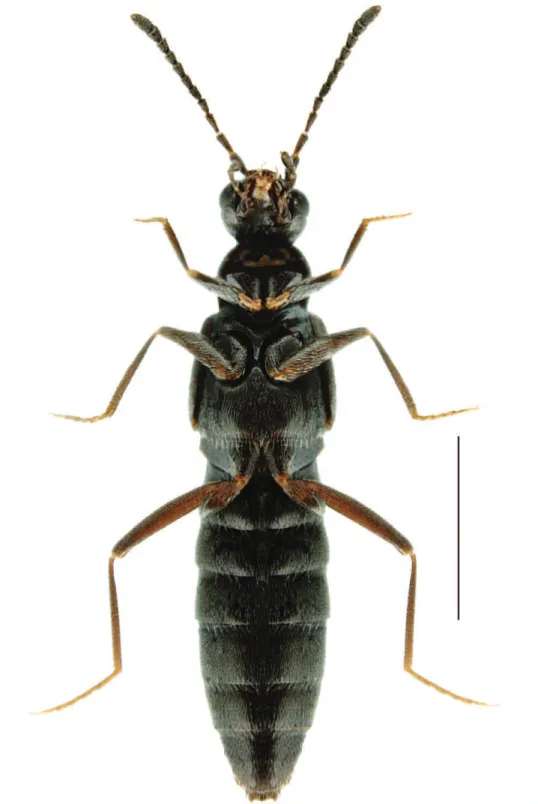 Fig. 2. Gnypeta nigrella (LeConte), in ventral view. Scale = 1 mm.