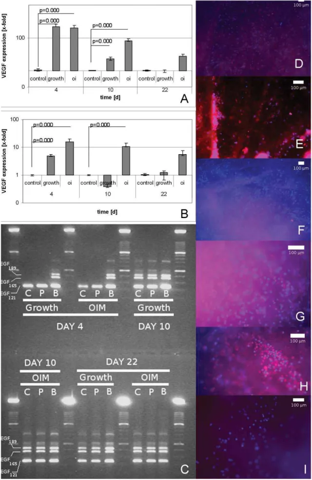 Fig. 7: In ﬂ  uence of the 3-dimensional cell containing nano ﬁ  bre scaffolds on angiogenesis