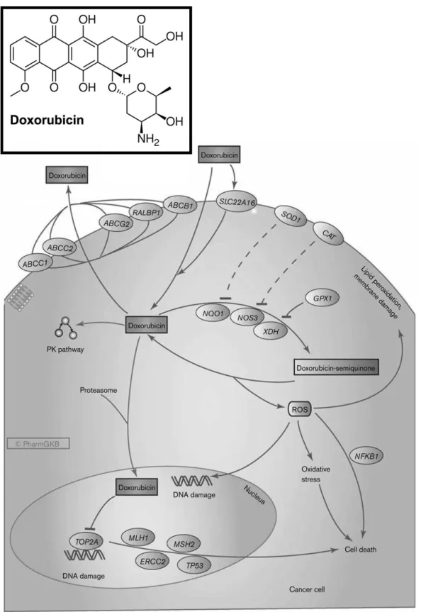 Figure 6 – Doxorubicin molecular structure and the representation of its mechanisms of action (Adapted  from Thorn et al., 2011)