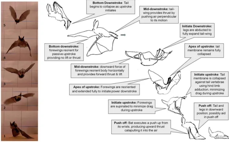 Figure 1. Orchestrating a tail-membrane flap. A) 1–2. Fringed myotis (Myotis thysanodes) illustrating adduction of its rear limbs to collapse the tail-membrane during the upstroke