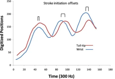 Figure 2. Stroke initiation offsets. Stroke offsets between the left wing and tail-membrane are illustrated by plotting the digitized motions of the left wrist (blue line) and tip of the tail (red line) for the little brown myotis (Myotis lucifugus) throug