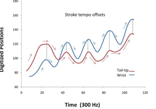 Figure 3. Stroke tempo offsets. Stroke tempo offsets between left wing and tail-membrane as illustrated by plots of the digitized motions of the wrist (blue line) and tail tip (red line) for the fringed myotis (Myotis thysanodes) across wingbeat cycles one