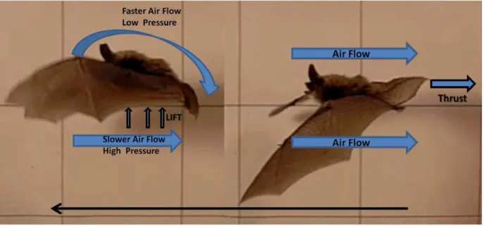 Figure 10. Illustration of hypothetical model of how thrust and lift may be generated