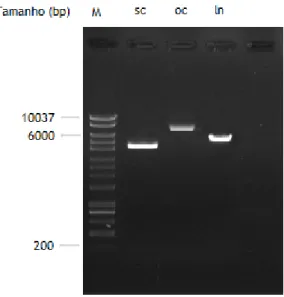 Figura 2: Eletroforese obtida para as isoforma sc, isoforma oc e isoforma ln a partir de amostras  obtidas de lisados purificados aplicados nos ensaios de biosensor Biacore T200