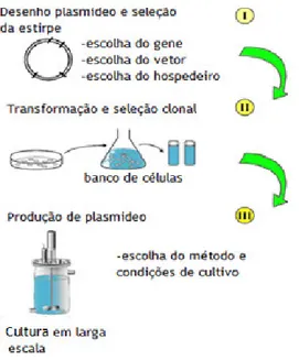 Figura 4: As três primeiras etapas para a criação de um produto que tem como base pDNA, neste  caso uma vacina de pDNA (Adaptado de  [7] ).