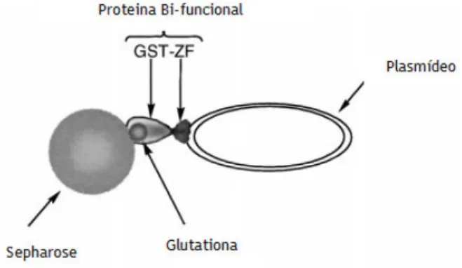 Figura 7: Representação esquemática da cromatografia de afinidade com proteínas imobilizadas  utilizando o complexo GST-ZF (adaptado de [22] )
