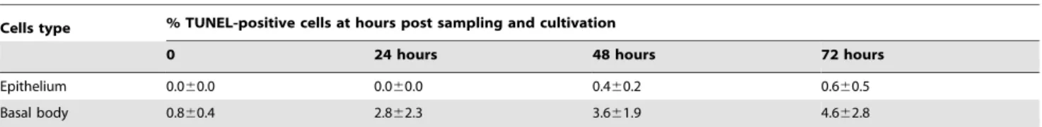 Figure 2. Average epithelial thickness of the porcine mucosa explants at different time points