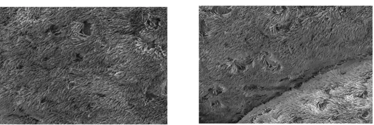 Figure 3. Scanning electron micrographs of porcine nasal epithelium. Epithelial cells at 0 h (A) and after 72 h (B) of ex vivo cultivation.