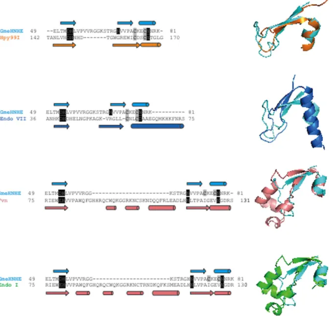 Figure 4. Structural comparison of the conserved bba-metal fold and catalytic sites of Gme HNHE, Hpy99I, phage T4 endonuclease VII, periplasmic nuclease Vvn from Vibrio vulnificus , and endonuclease I from bacterium Vibrio salmonicida 