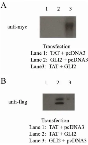 Figure 6. HIV-1 Tat Binds to Human GLI2. Co-immunoprecipitation was used to test the binding of HIV-1 Tat to human GLI2