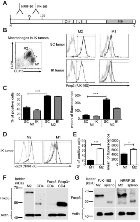 Figure 1. Foxp3 protein detected in macrophages using two different Foxp3 antibody clones recognizing different epitopes