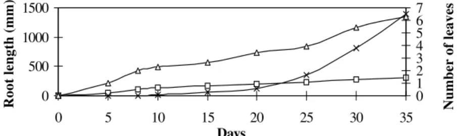 Figure 2. Root development of large crabgrass in pots from 27 th  June to 1 st  August in 1994 
