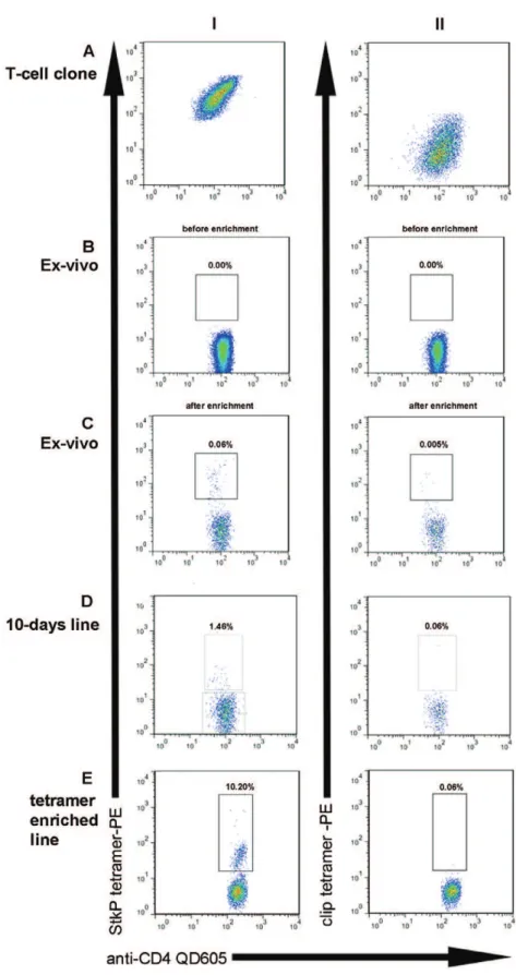 Figure 1. Identifying pneumococcal specific T-cells with a Class 2 tetrameric complex