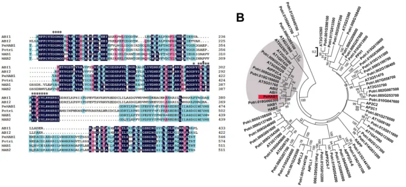 Fig 1. Sequence analysis of PeHAB1. (A) Sequence alignment of the deduced amino acid sequence of PeHAB1 with four Clade A Arabidopsis PP2C members including AtABI1, AtABI2, AtHAB1, AtHAB2, and one Populus trichocarpa gene Potri.018G060300