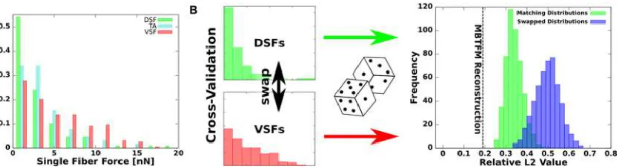 Fig 5. Statistical distribution of stress fiber tensions in U2OS-cells. (A) Histogram of single stress fiber tension values sorted by fiber types (16 U2OS- U2OS-cells, N = 369 SFs)