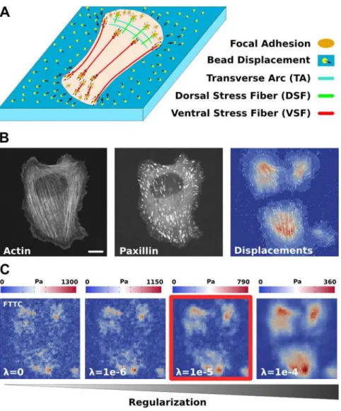 Fig 1. Actin cytoskeleton and traction force microscopy. (A) Schematics of a cell cultured on a soft elastic substrate with embedded fluorescent marker beads