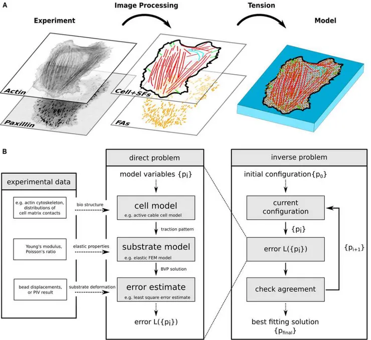 Fig 2. Computational workflow of MBTFM. (A) Actin and paxillin images are segmented and converted into a whole cell model, with an individual tension value assigned to each stress fiber and one global tension value assigned to the actin networks of the cel