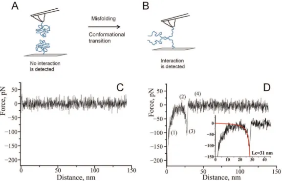 Figure 2. Effect of spermidine on the appearance of force-distance curves with wild-type alpha-synuclein