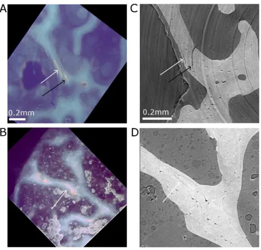 Figure 5. Evaluation of the segmentation method. A–B: Original SR micro-CT image showing microcracks